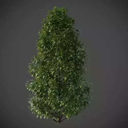 XfrogPlants American Holly - Ilex Opaca  3D model