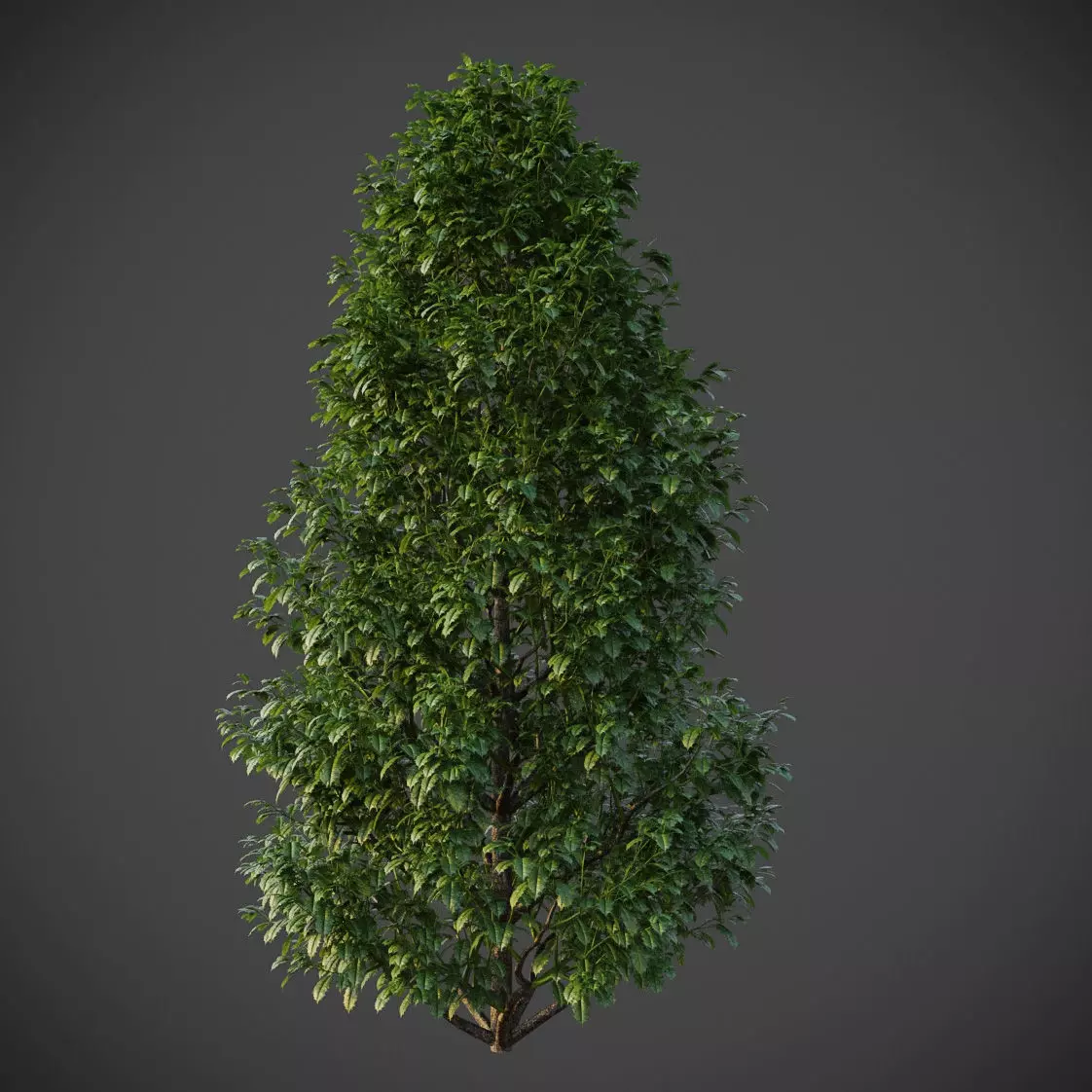 XfrogPlants American Holly - Ilex Opaca  3D model_0