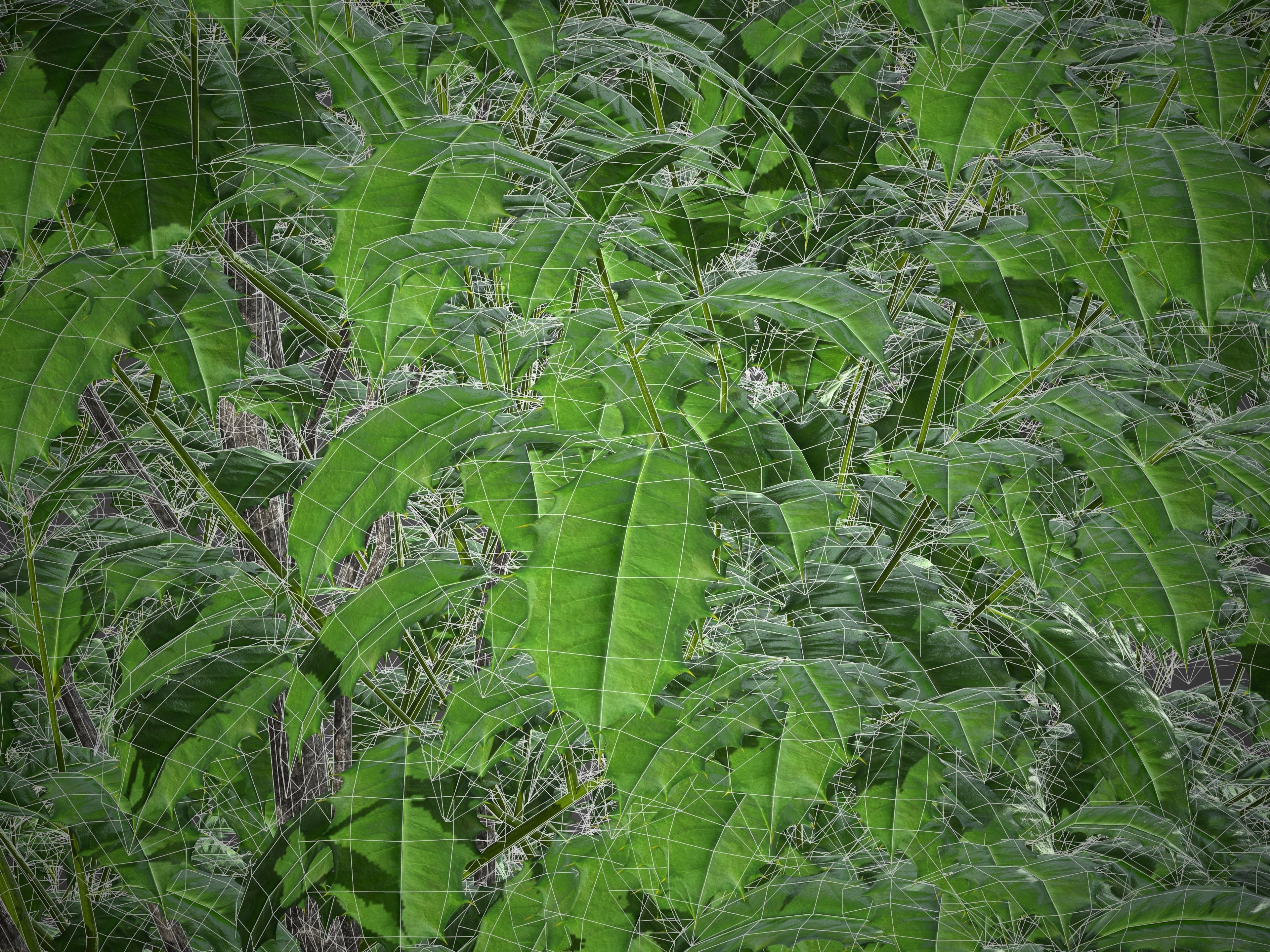 XfrogPlants American Holly - Ilex Opaca  3D model_4