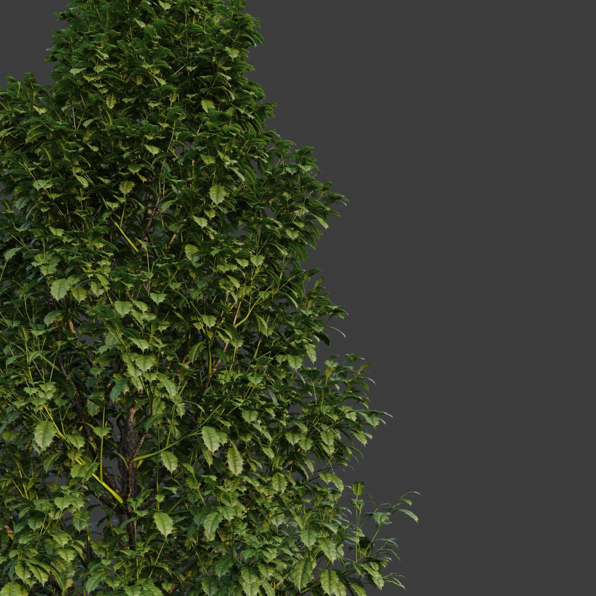 XfrogPlants American Holly - Ilex Opaca  3D model_2