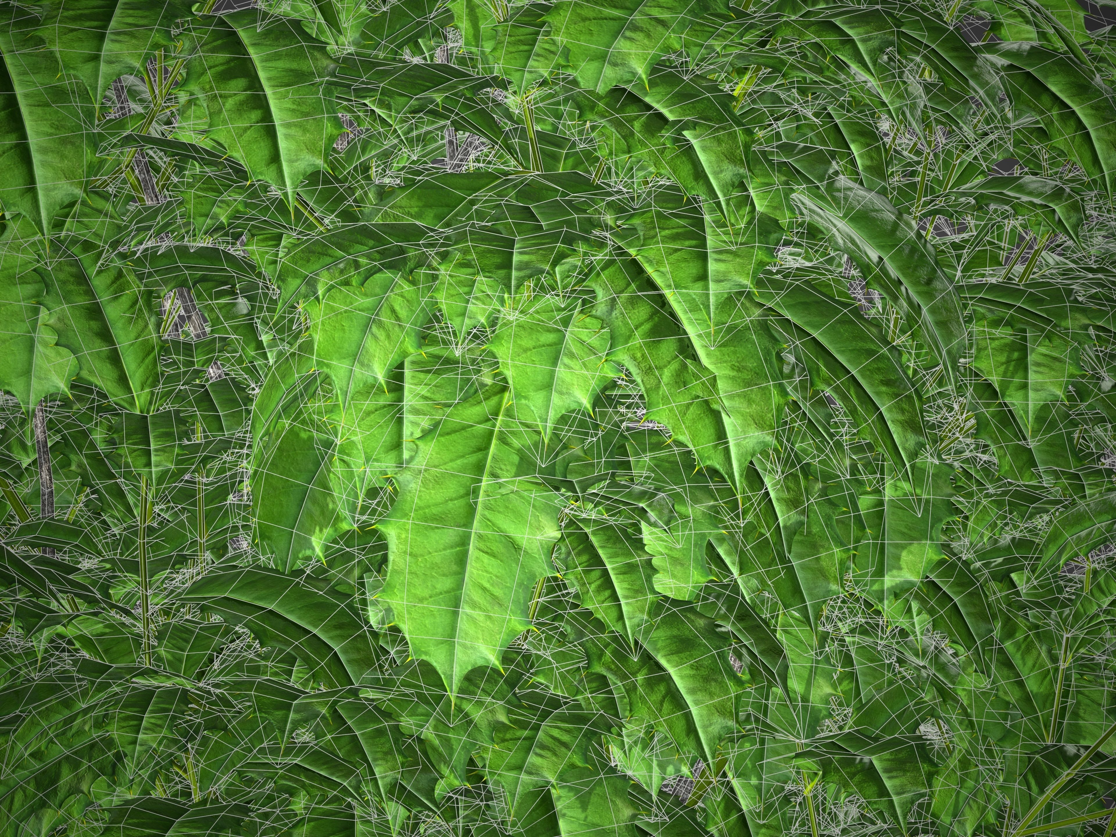 XfrogPlants American Holly - Ilex Opaca  3D model_5