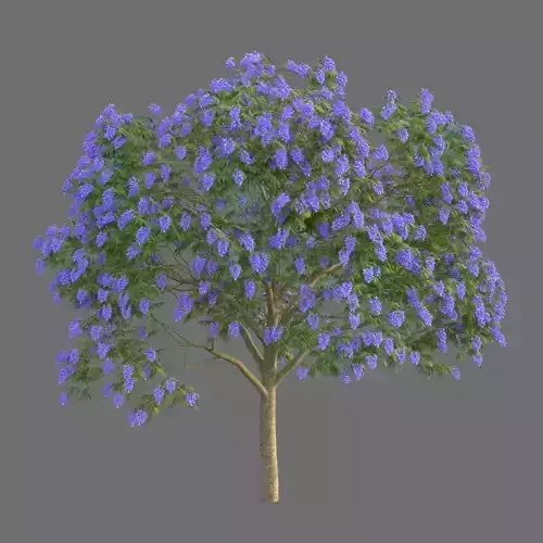 XfrogPlants Jacaranda 