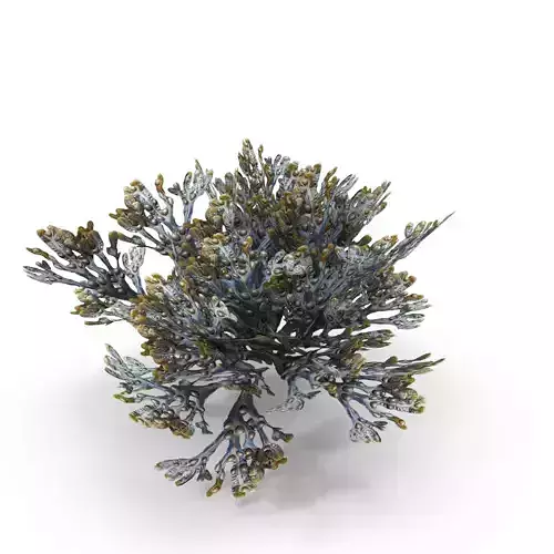 Egg Wrack seaweed V1 Low-poly 3D model