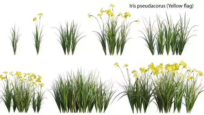 Iris pseudacorus - Yellow flag