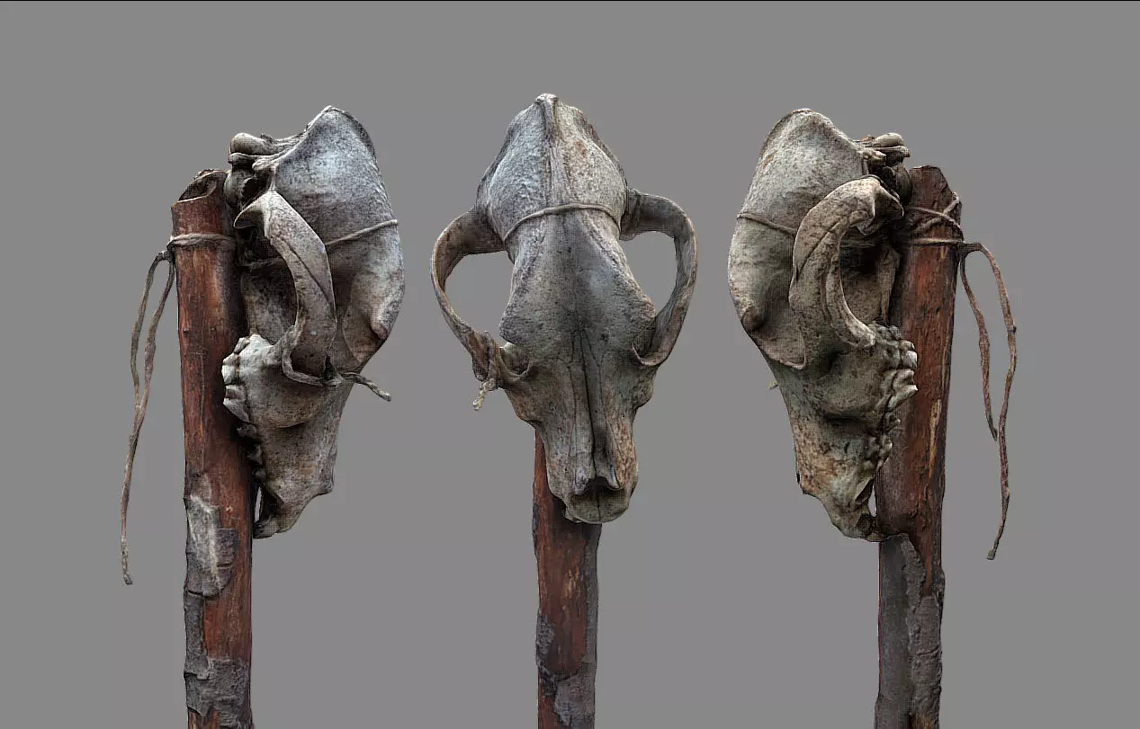 Wulf skull scan 3D model