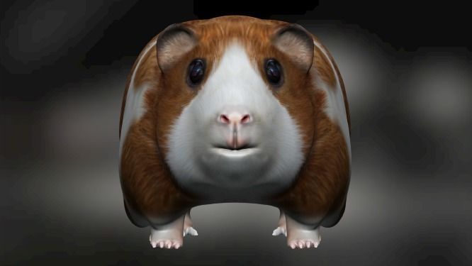 Guinea pig Hamster Low-poly 3D model_1