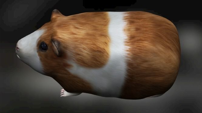 Guinea pig Hamster Low-poly 3D model_4