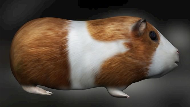 Guinea pig Hamster Low-poly 3D model_2