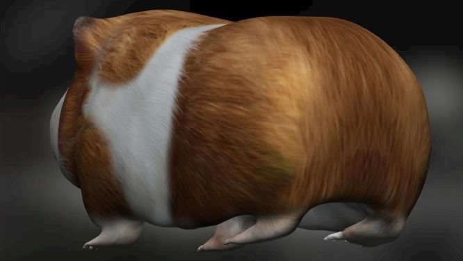 Guinea pig Hamster Low-poly 3D model_3