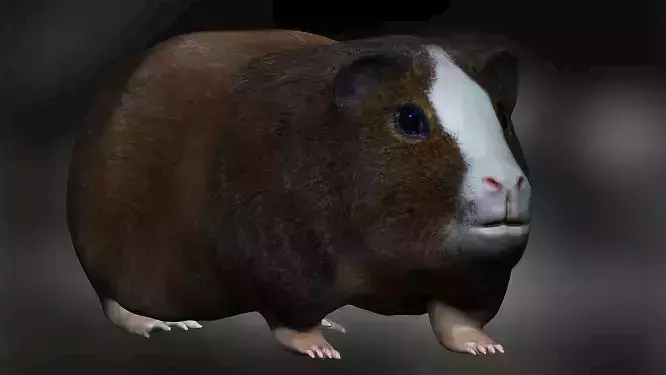 Guinea Pig Hamster Low-poly 3D model