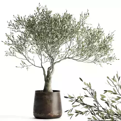 Olive tree in a flowerpot for the interior 969