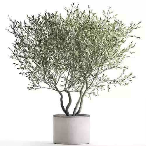 Olive tree in a flowerpot for the interior 970