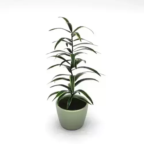 Dracena Dracaena variegata 3D model
