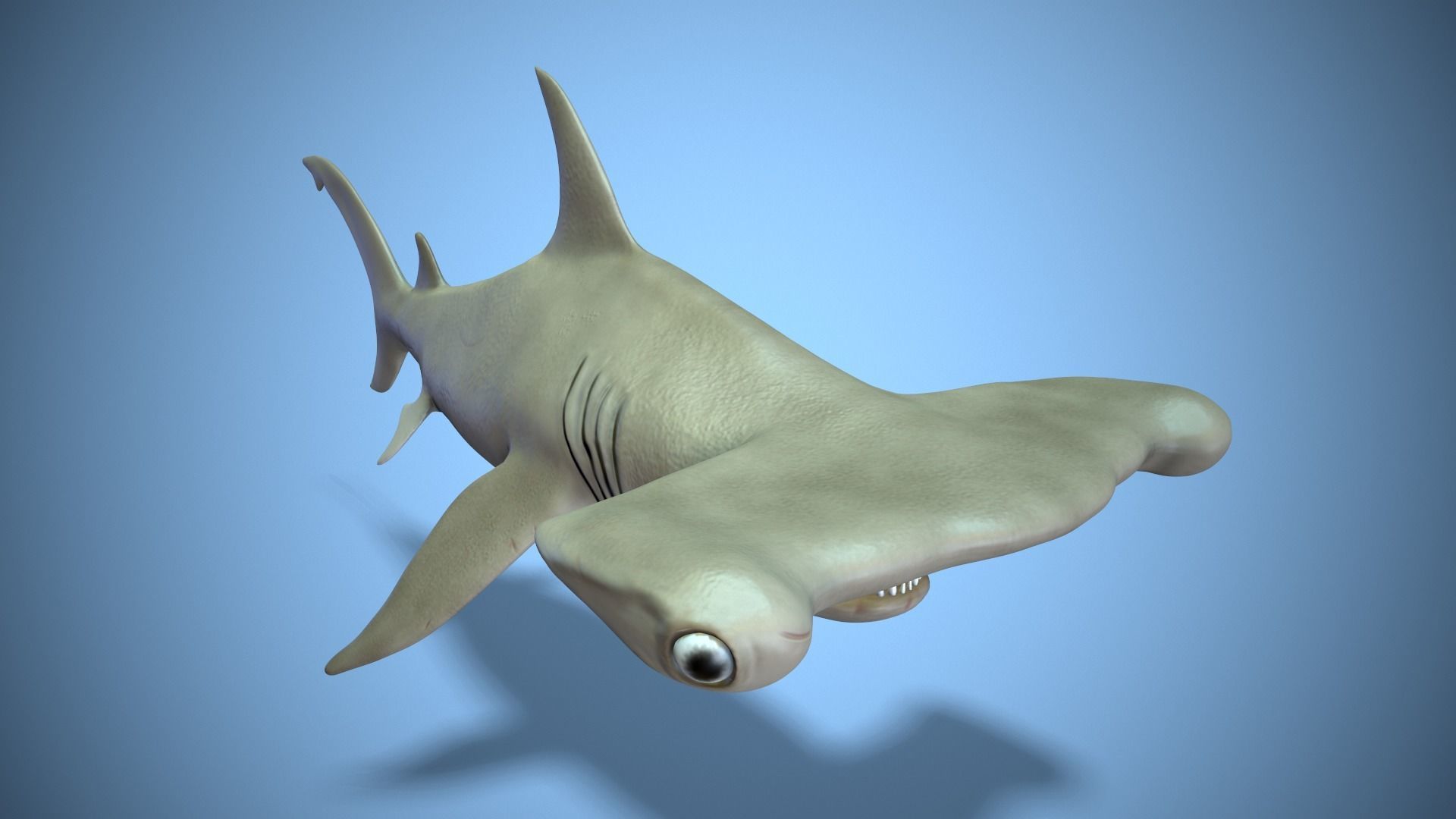 Hammerhead shark Low-poly 3D model_5