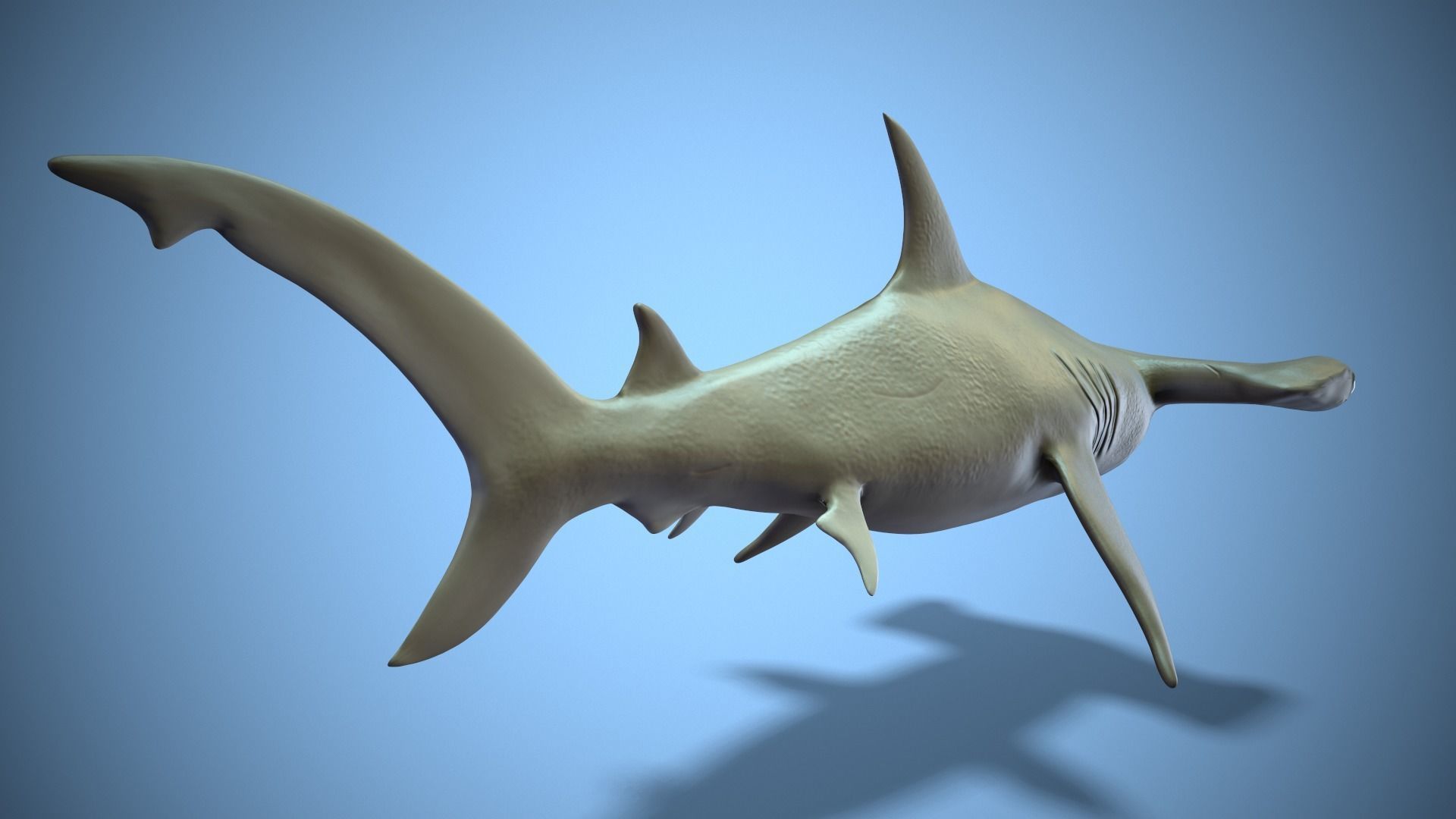 Hammerhead shark Low-poly 3D model_4