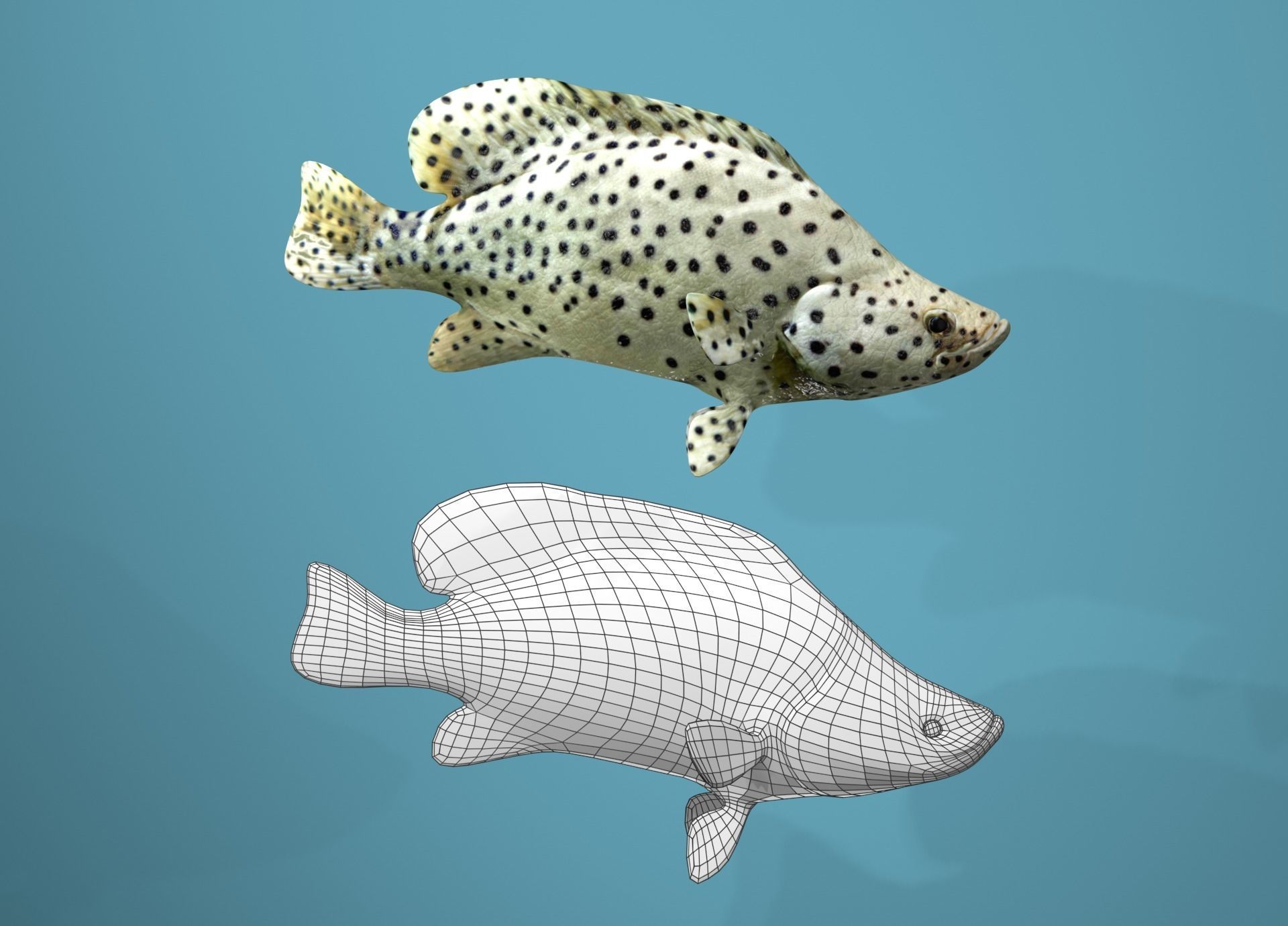 Grouper Species Varieties 3D Model Collection_10