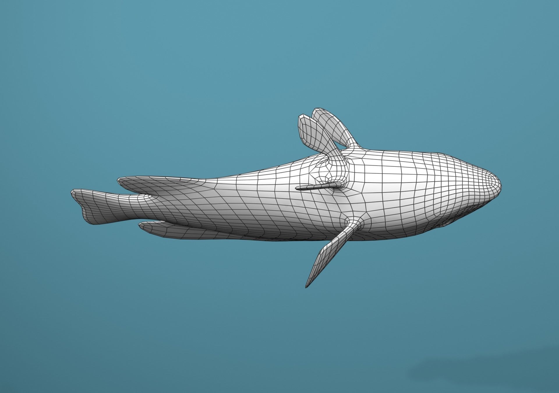 Grouper Species Varieties 3D Model Collection_22