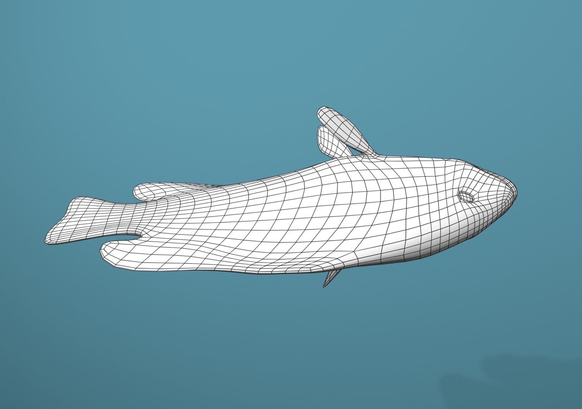 Grouper Species Varieties 3D Model Collection_18