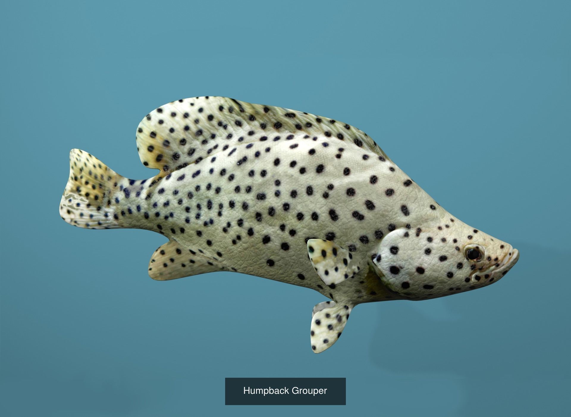 Grouper Species Varieties 3D Model Collection_9
