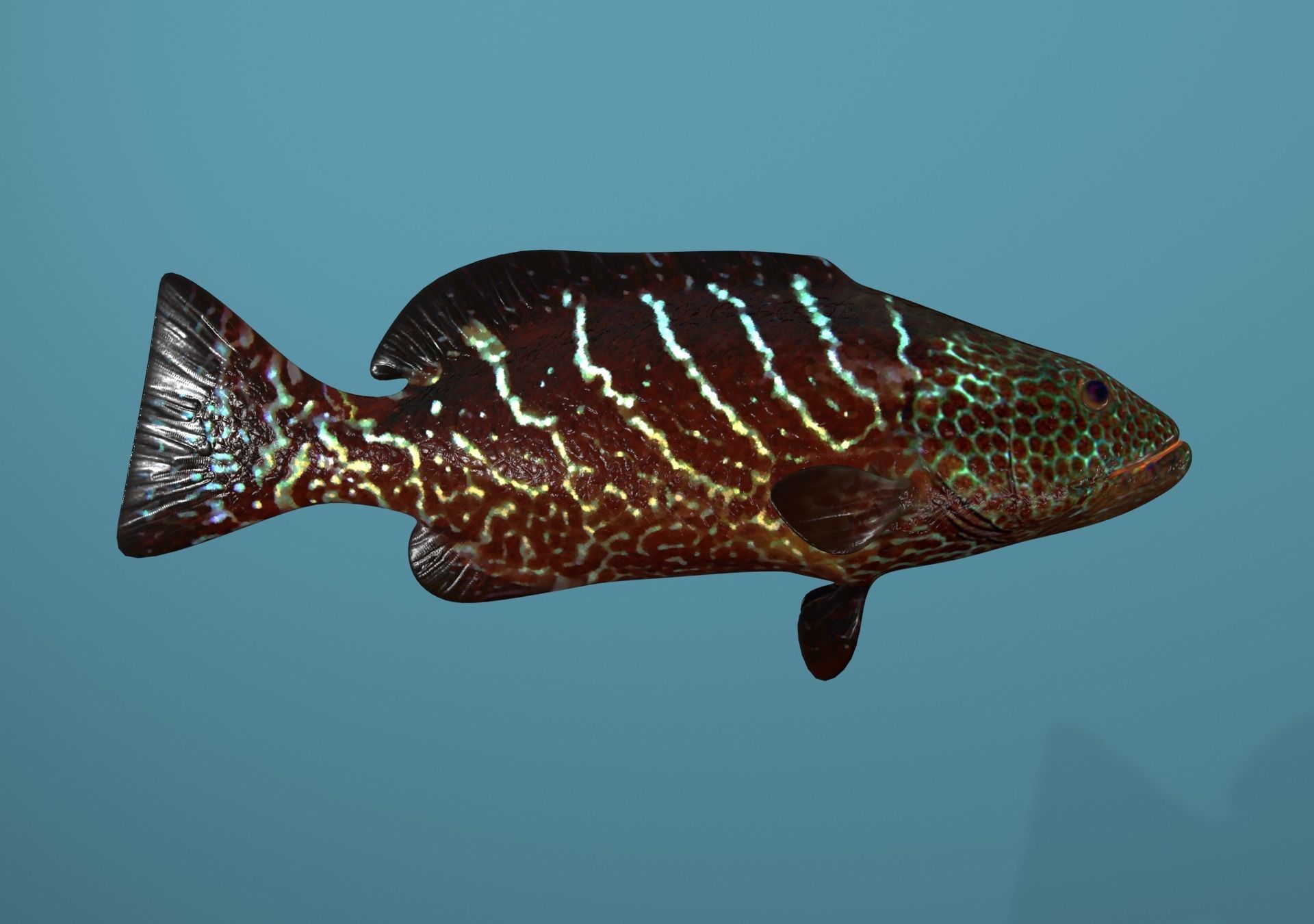 Grouper Species Varieties 3D Model Collection_59