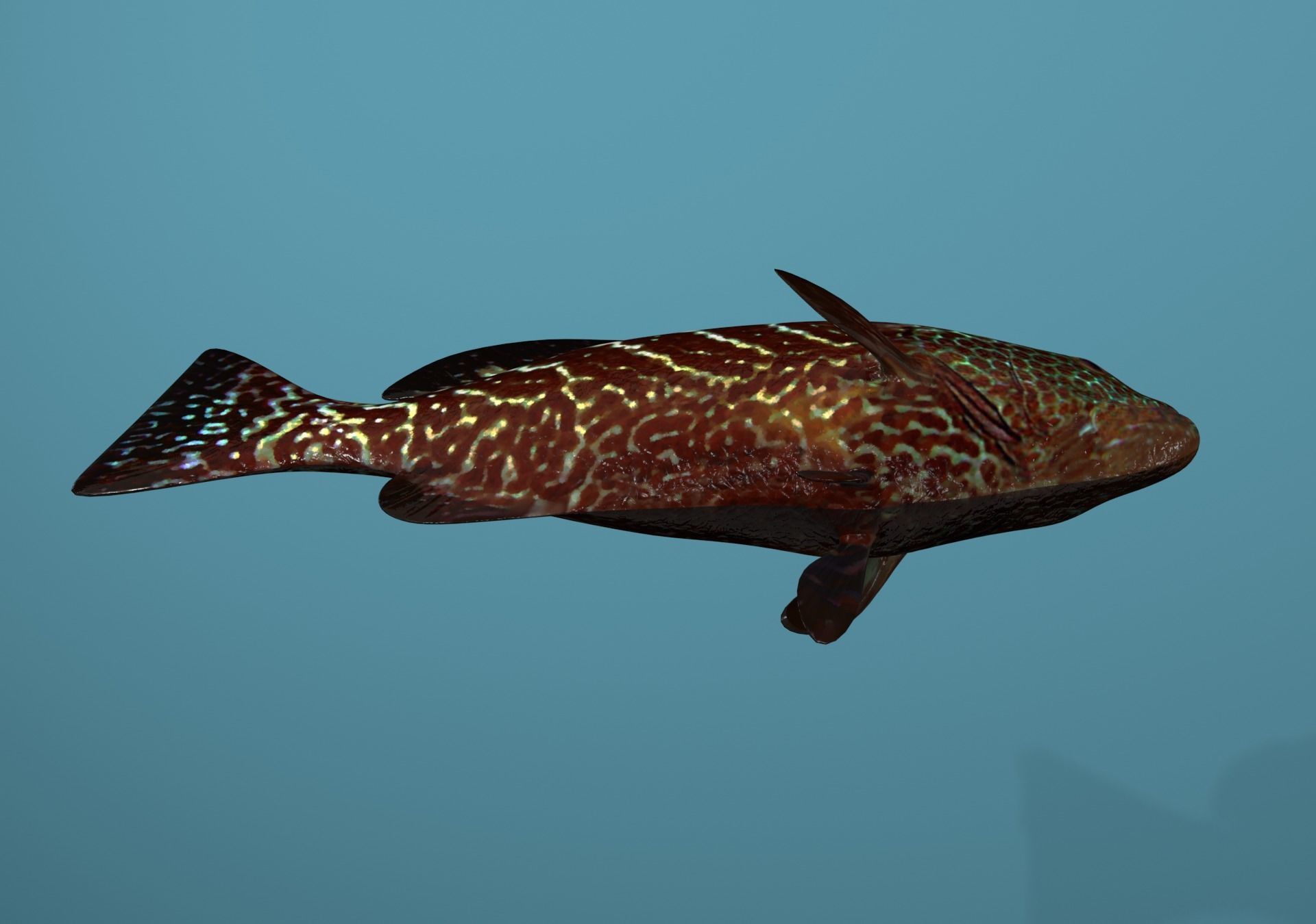 Grouper Species Varieties 3D Model Collection_69