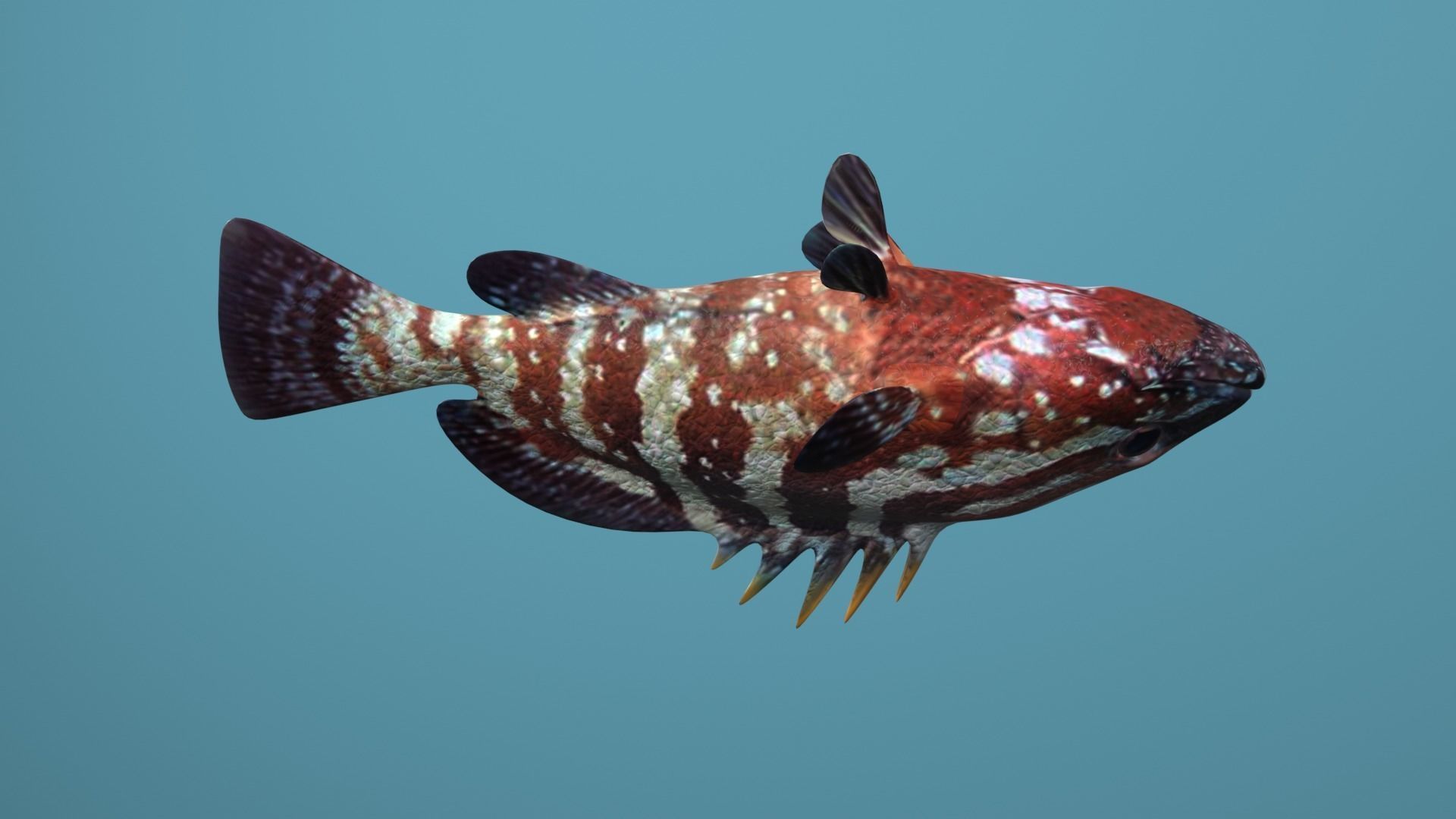 Grouper Species Varieties 3D Model Collection_35