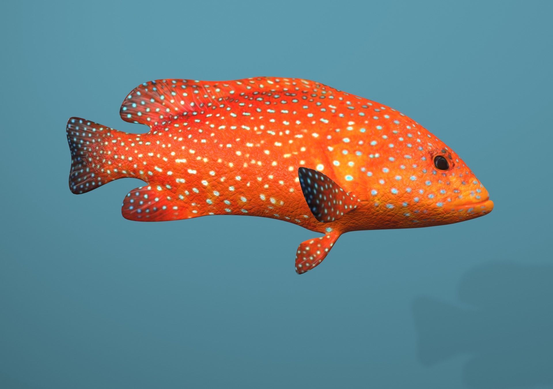 Grouper Species Varieties 3D Model Collection_25