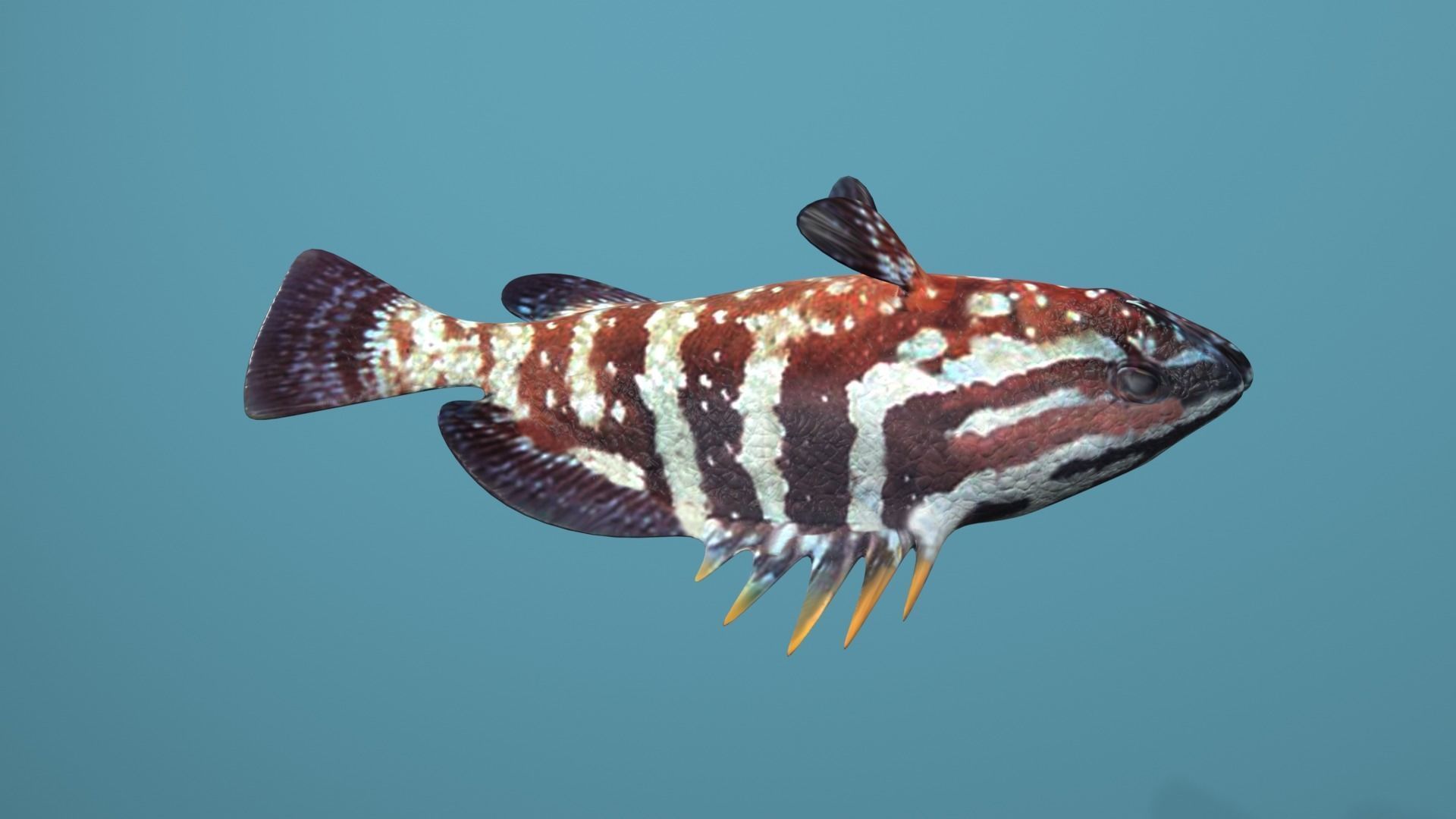 Grouper Species Varieties 3D Model Collection_33