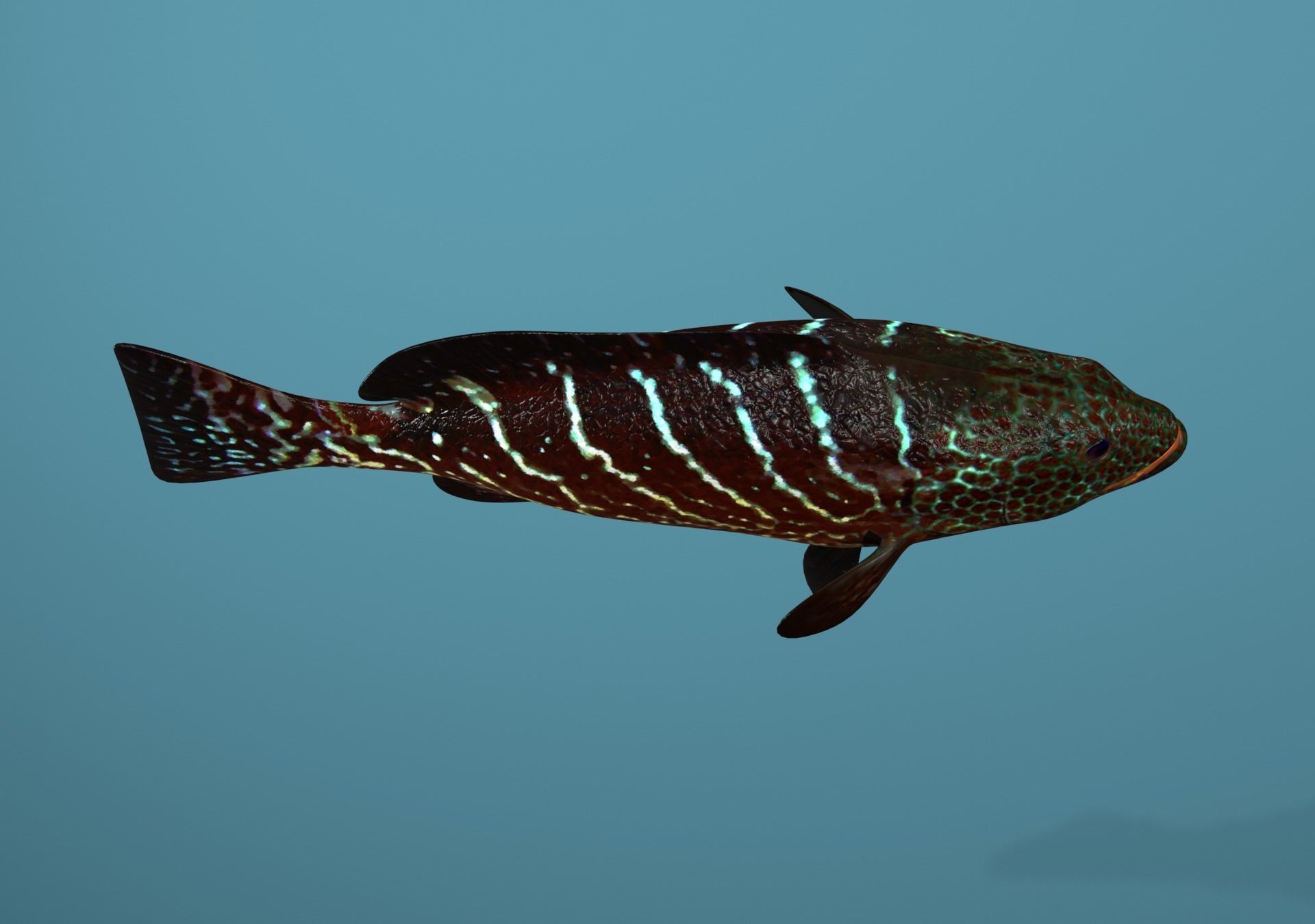 Grouper Species Varieties 3D Model Collection_61