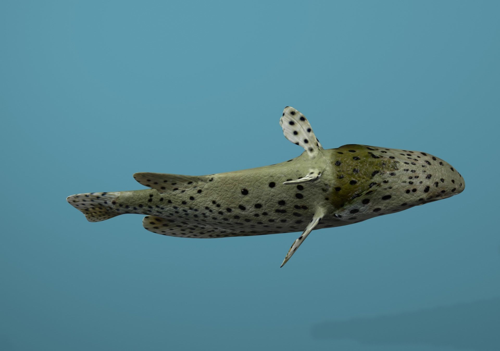 Grouper Species Varieties 3D Model Collection_51