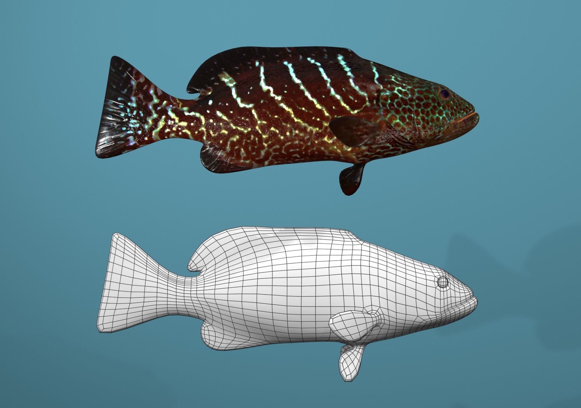 Grouper Species Varieties 3D Model Collection_12