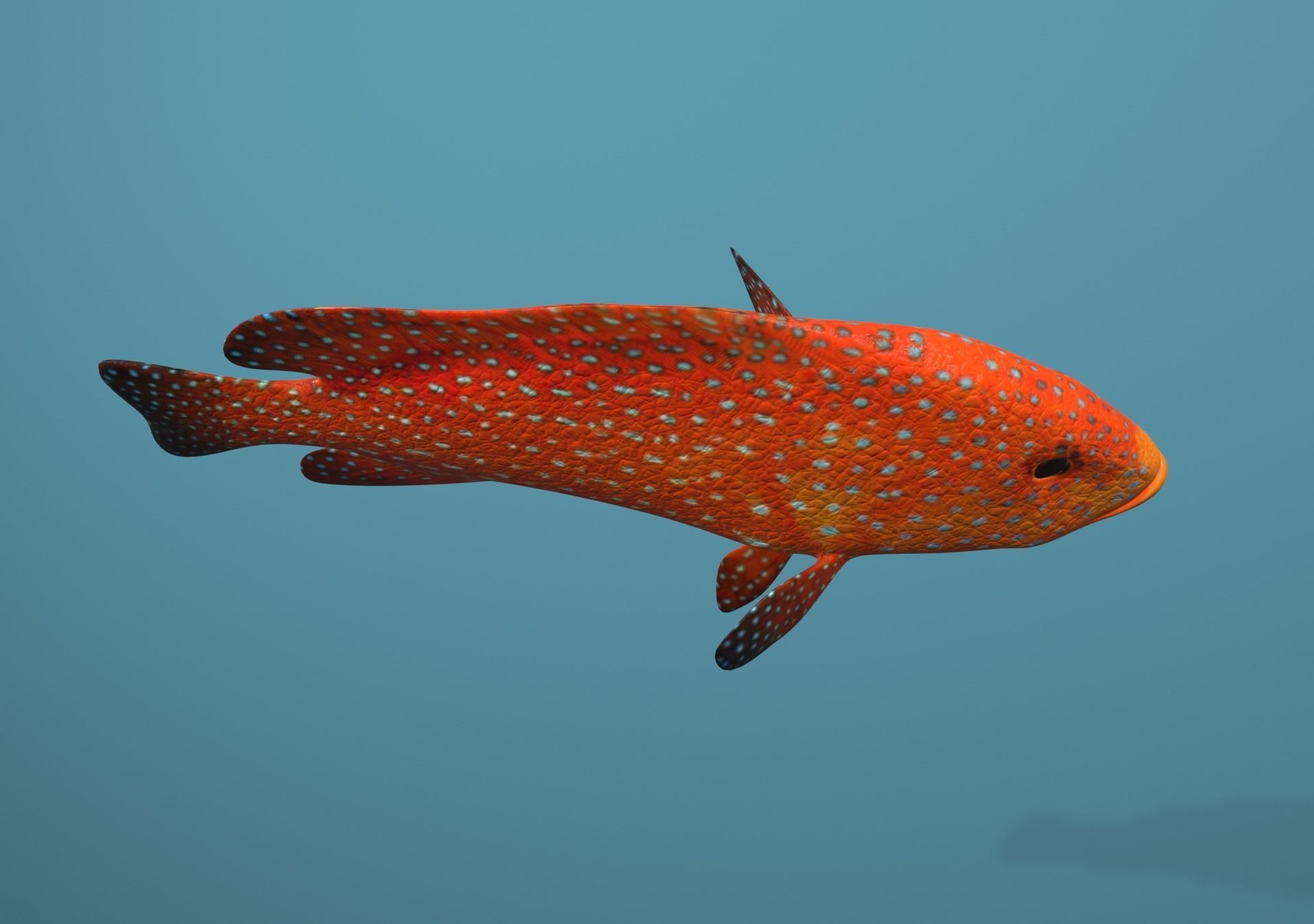 Grouper Species Varieties 3D Model Collection_15
