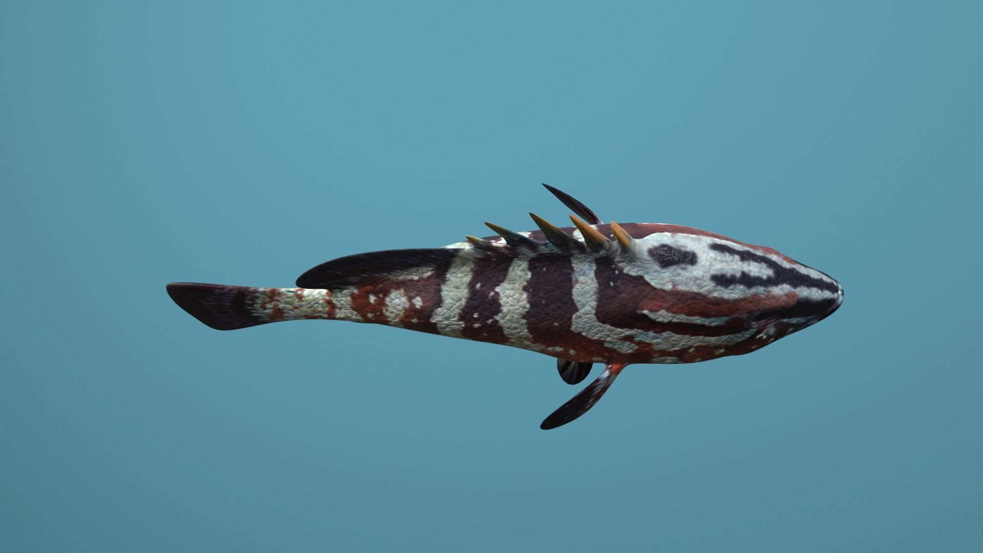 Grouper Species Varieties 3D Model Collection_31