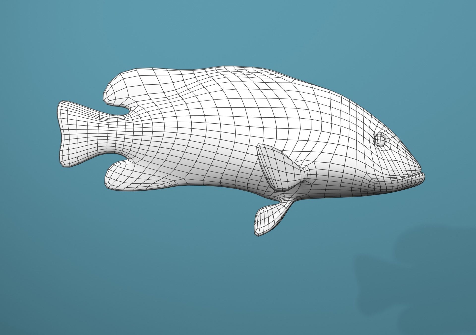 Grouper Species Varieties 3D Model Collection_26