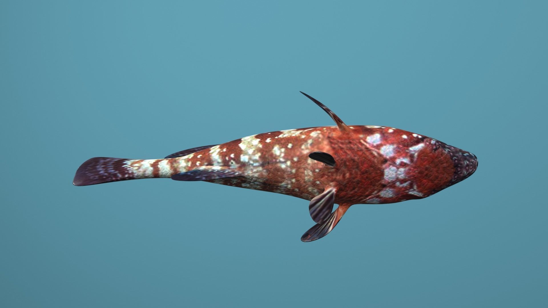 Grouper Species Varieties 3D Model Collection_37