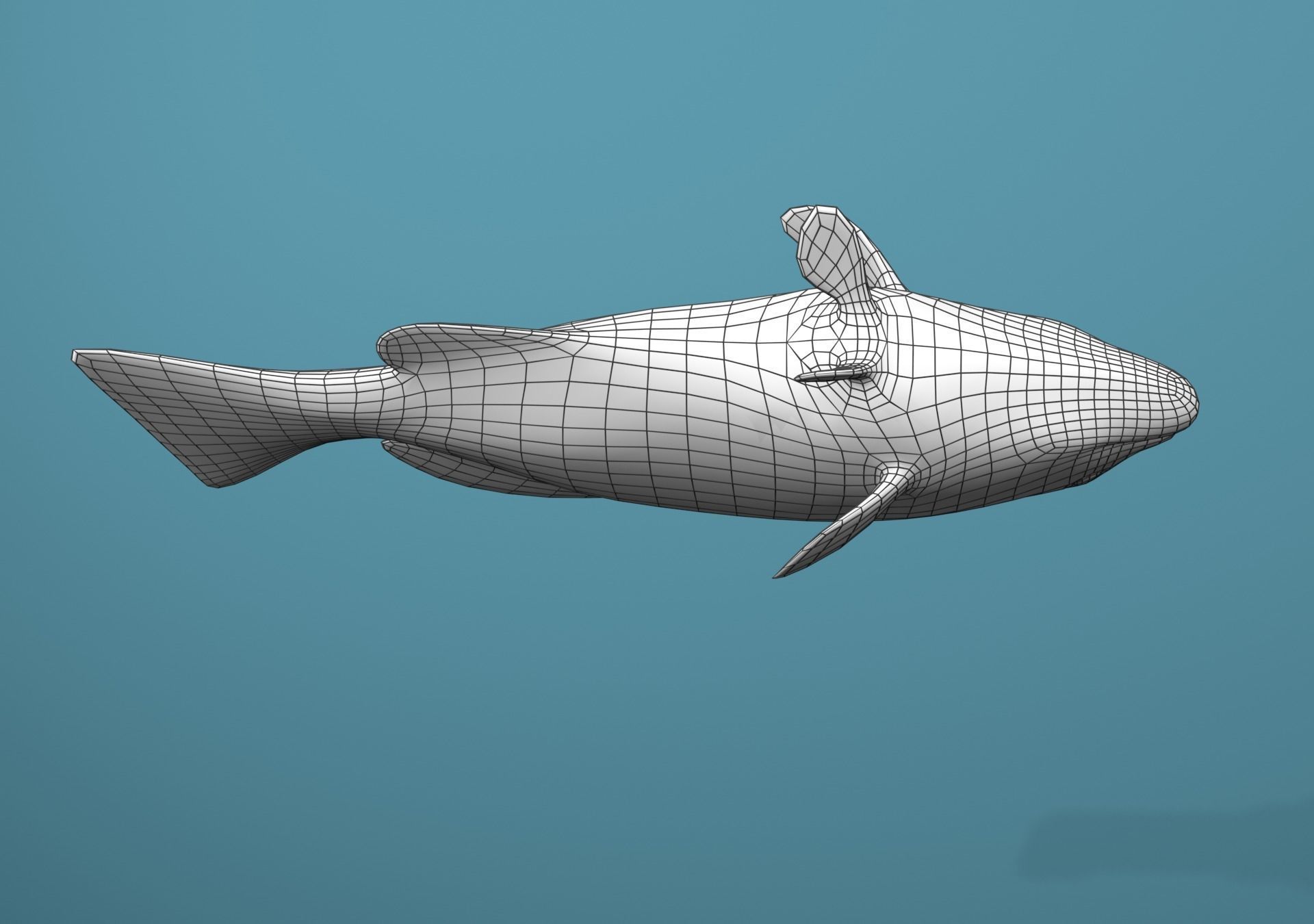 Grouper Species Varieties 3D Model Collection_68
