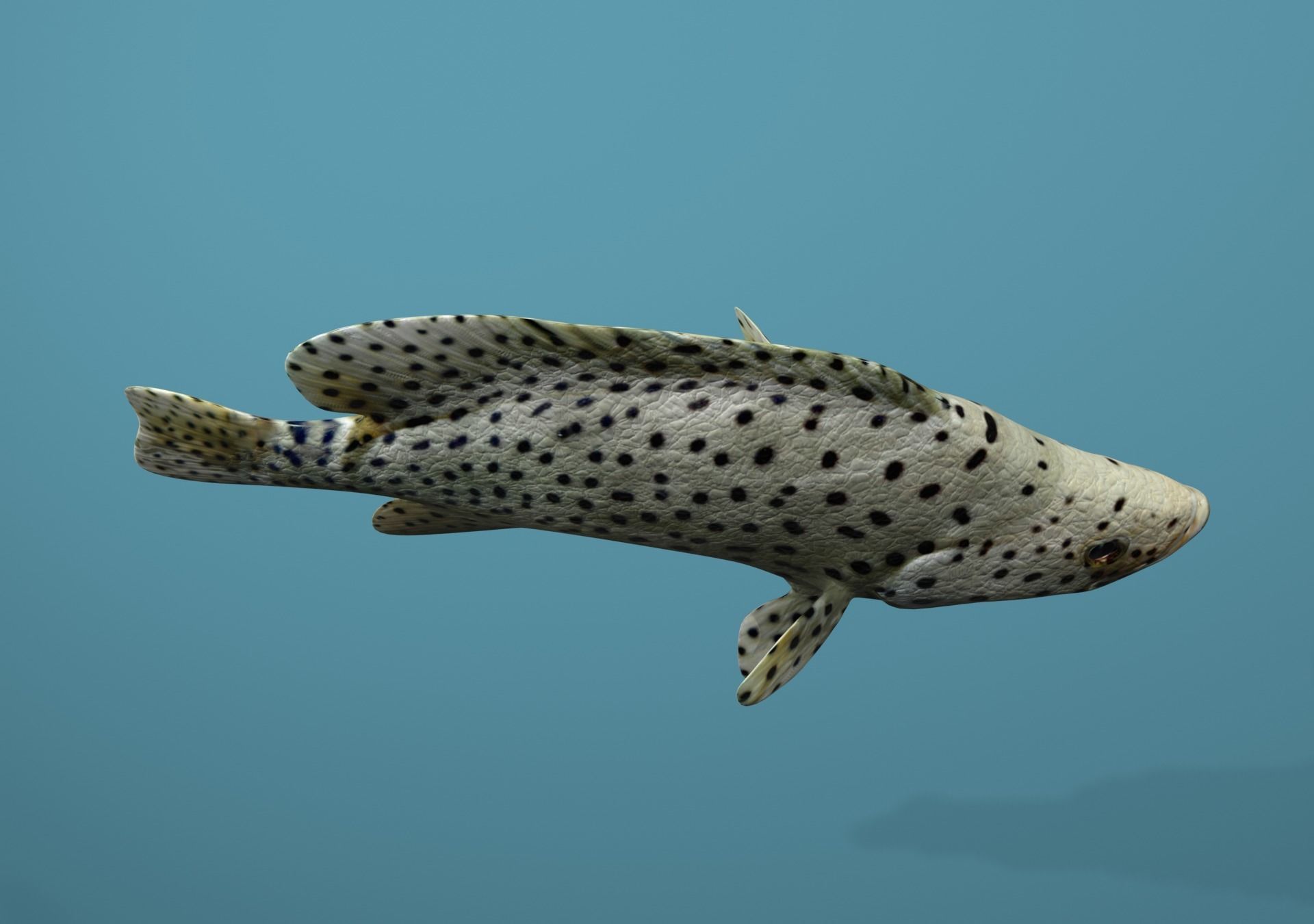 Grouper Species Varieties 3D Model Collection_45