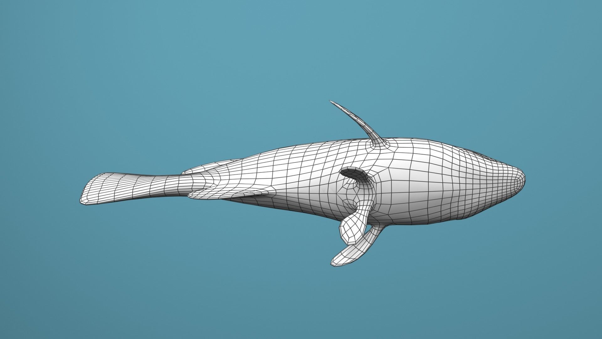 Grouper Species Varieties 3D Model Collection_38