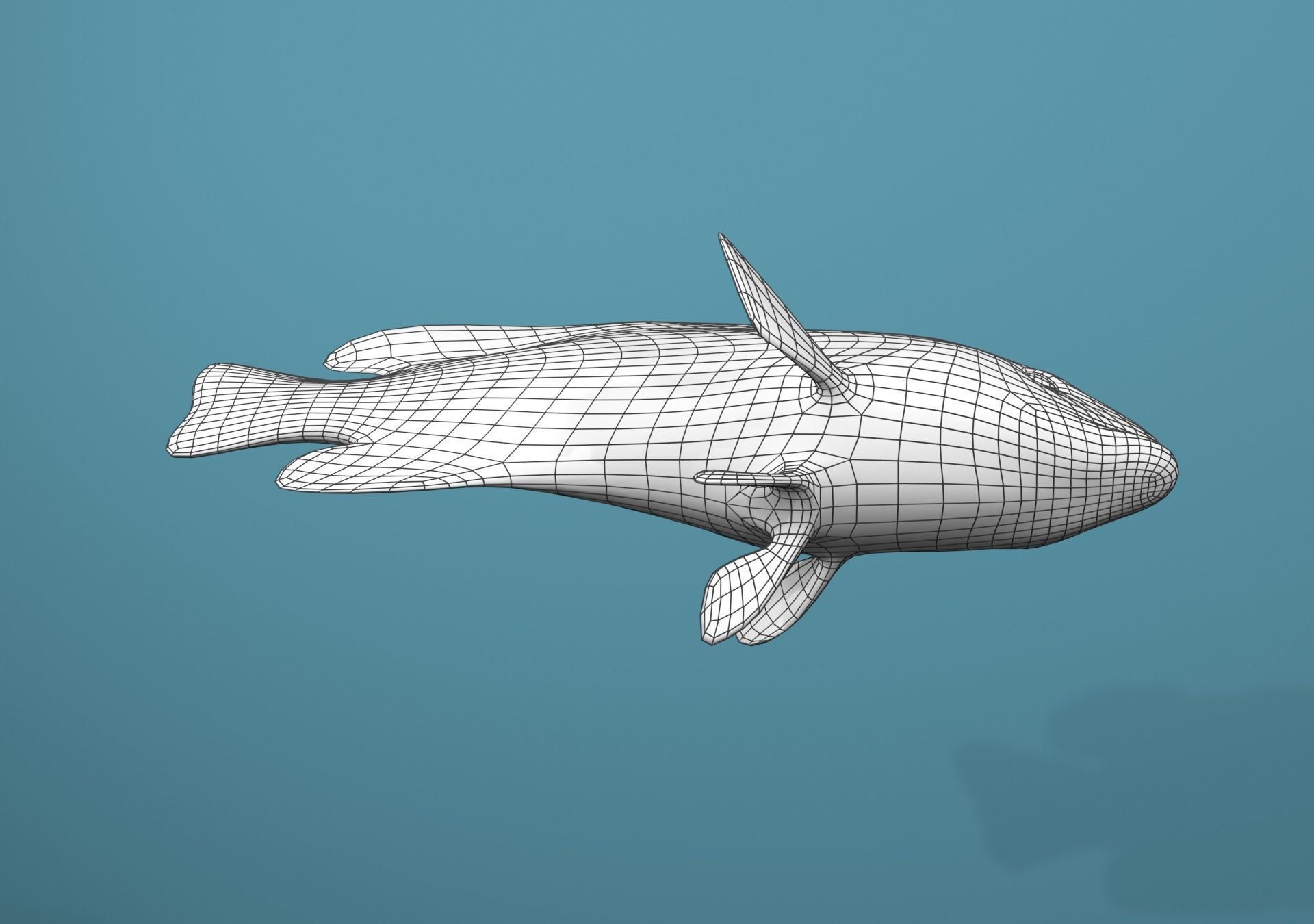 Grouper Species Varieties 3D Model Collection_24