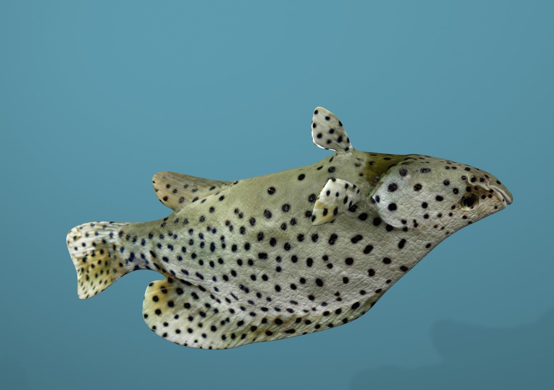 Grouper Species Varieties 3D Model Collection_49