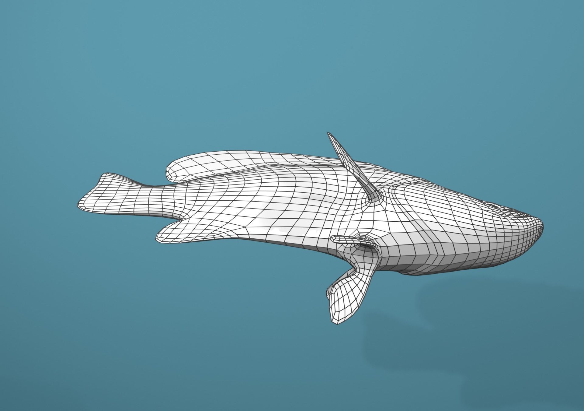 Grouper Species Varieties 3D Model Collection_54