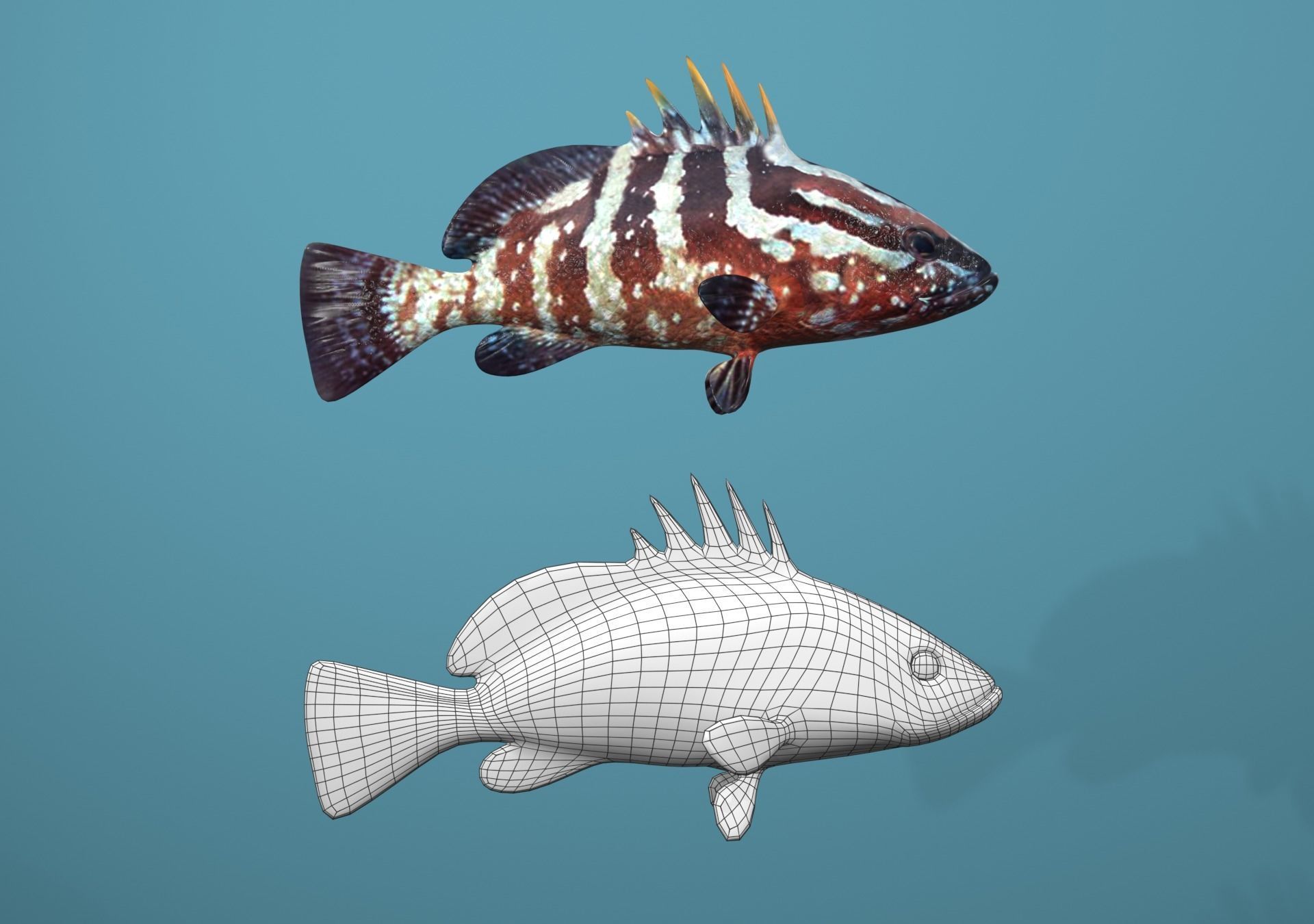 Grouper Species Varieties 3D Model Collection_8