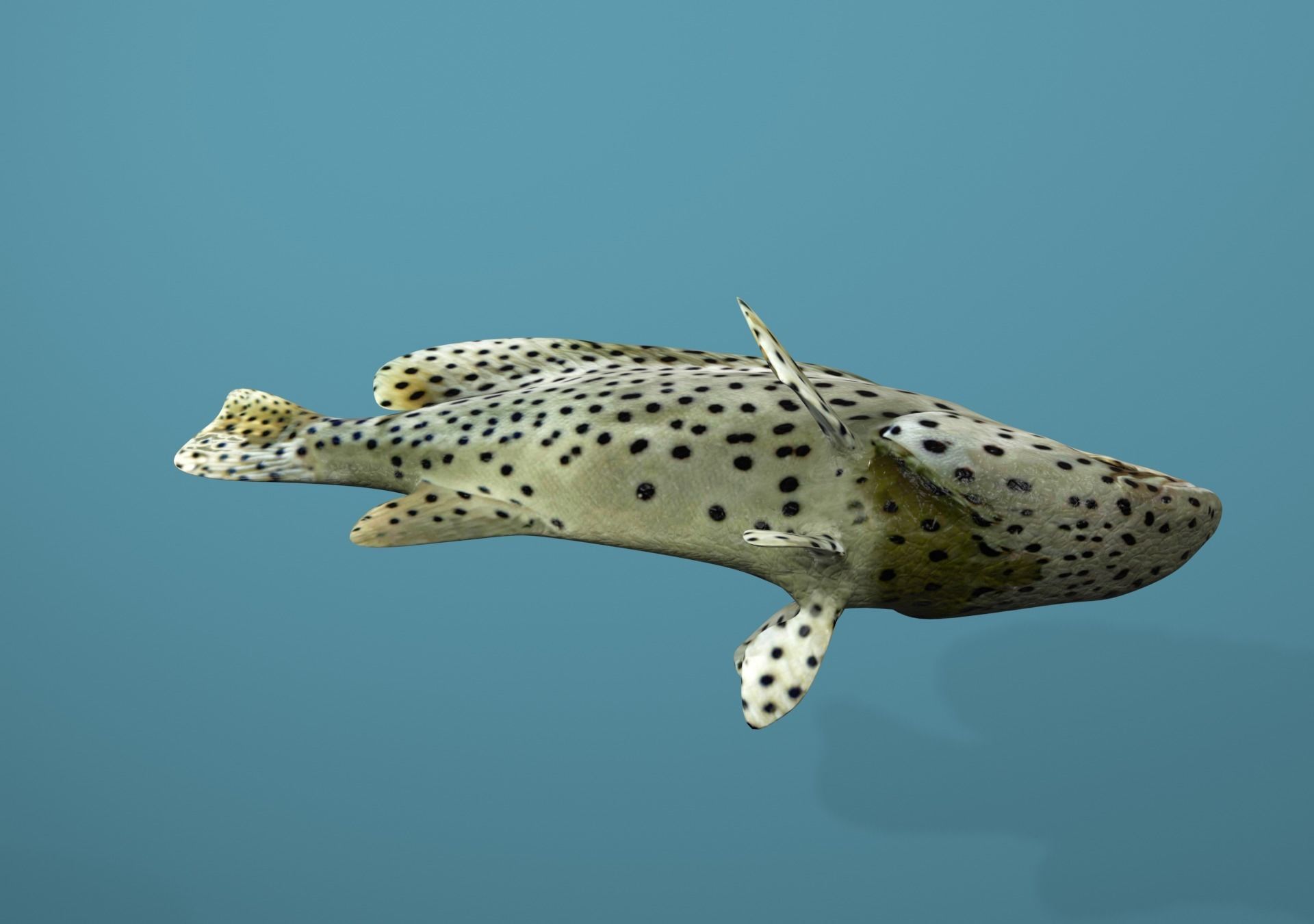 Grouper Species Varieties 3D Model Collection_53