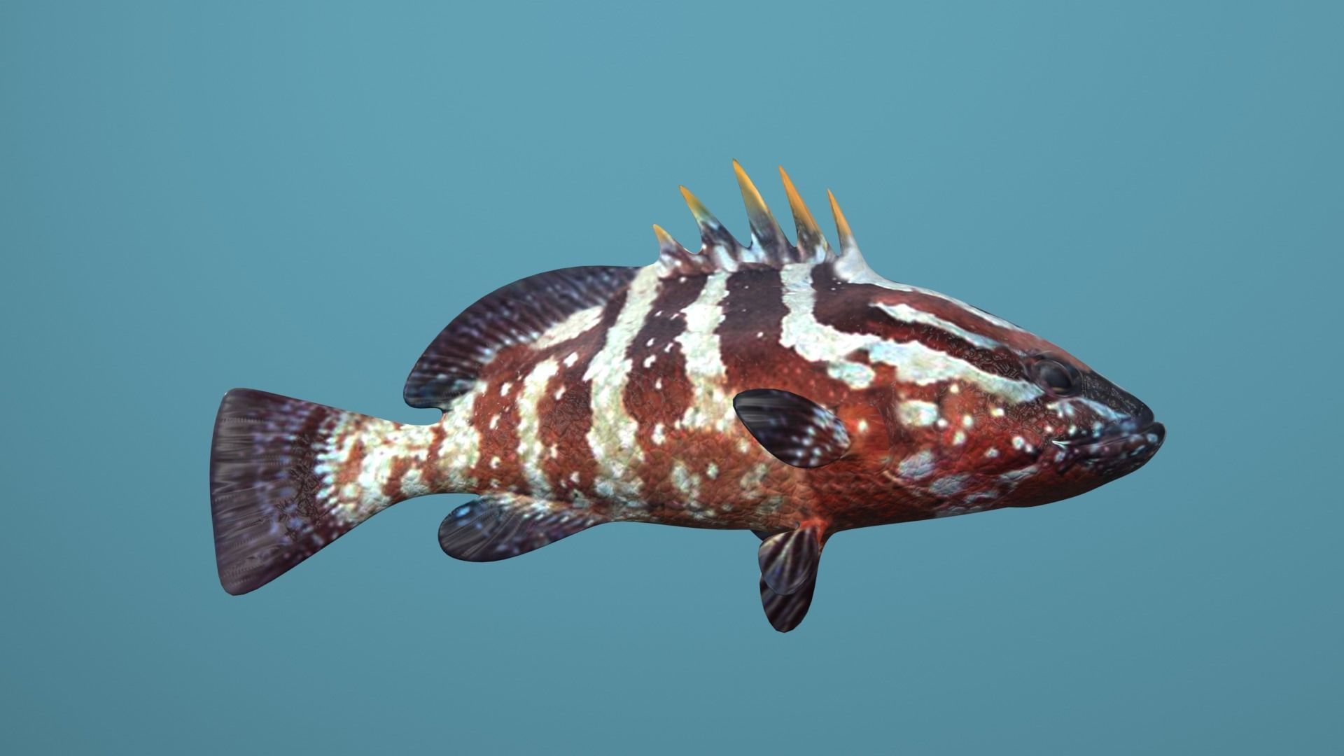 Grouper Species Varieties 3D Model Collection_39