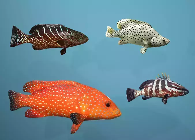 Grouper Species Varieties 3D Model Collection