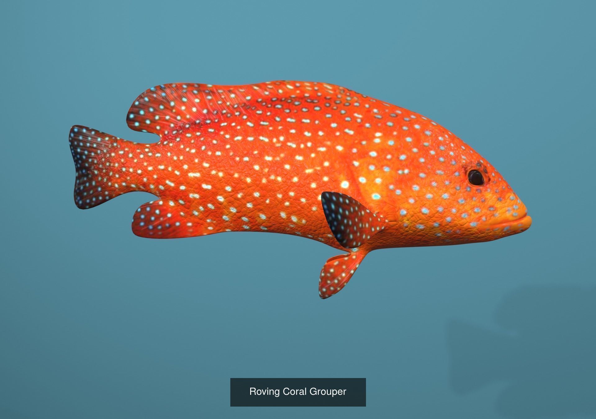Grouper Species Varieties 3D Model Collection_5
