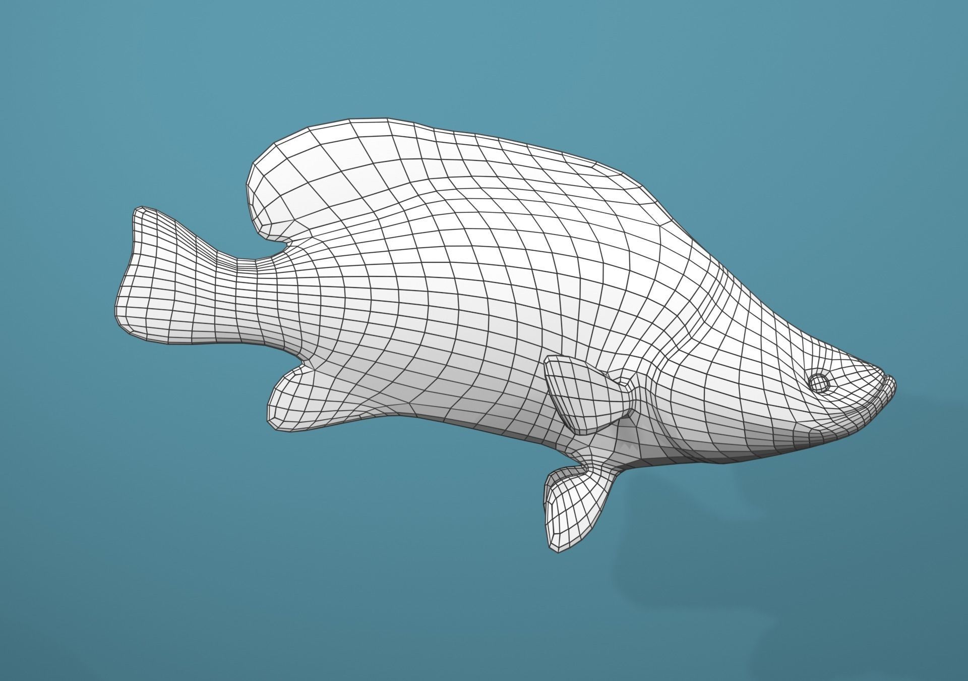 Grouper Species Varieties 3D Model Collection_44