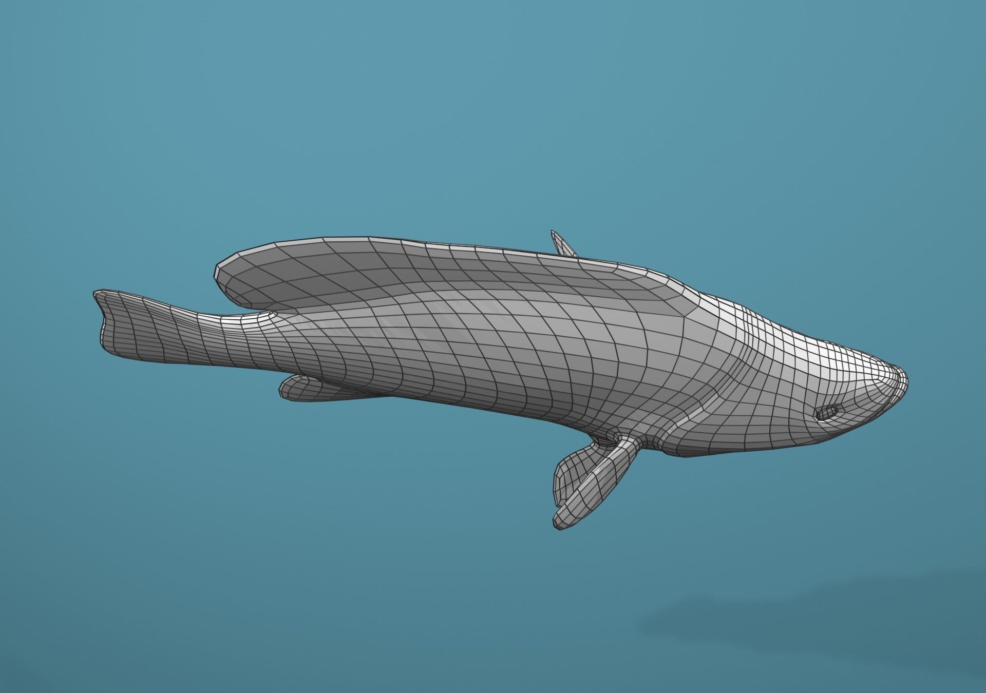 Grouper Species Varieties 3D Model Collection_46