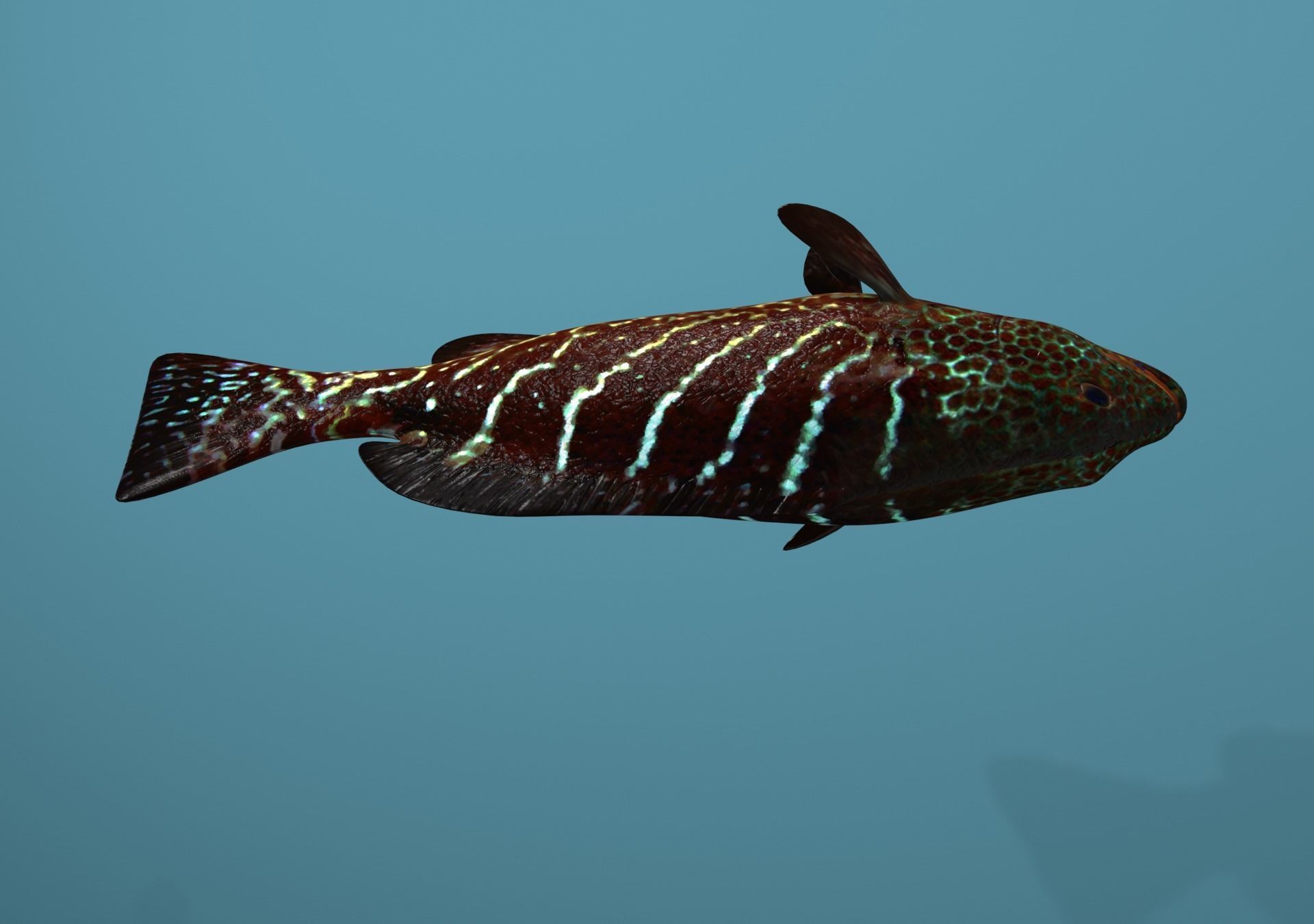 Grouper Species Varieties 3D Model Collection_63