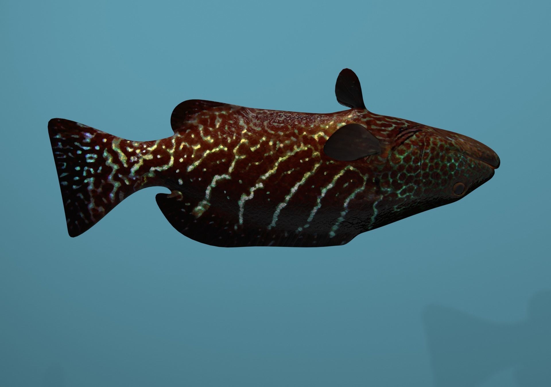 Grouper Species Varieties 3D Model Collection_65